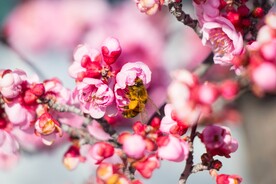 蜜蜂