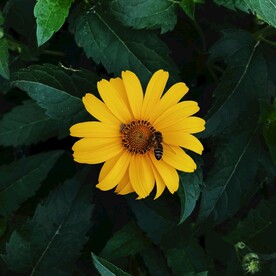 蜜蜂