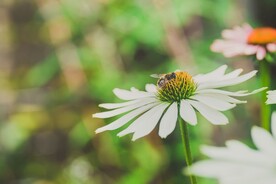 蜜蜂