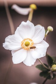 蜜蜂