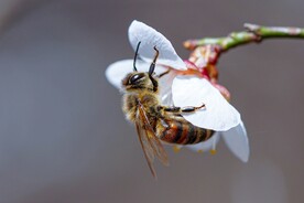 蜜蜂