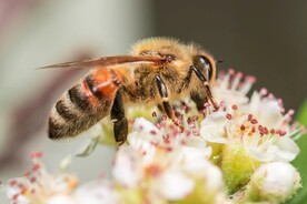 蜜蜂