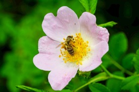 蜜蜂
