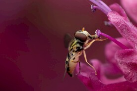 蜜蜂