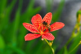 蜜蜂