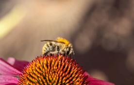 蜜蜂