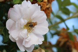 蜜蜂