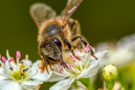 蜜蜂