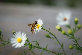 蜜蜂