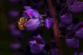 蜜蜂