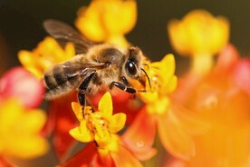 蜜蜂