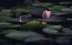 青蛙