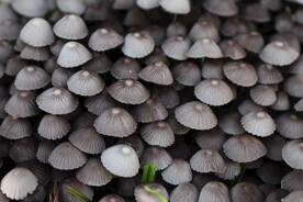 蘑菇