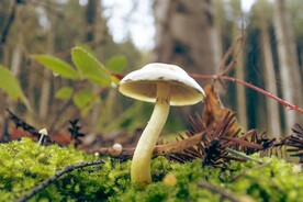蘑菇