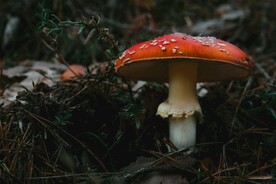蘑菇