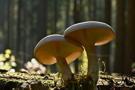 蘑菇