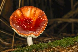 蘑菇