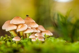 蘑菇