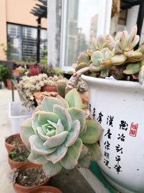 多肉植物白凤