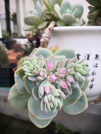 多肉植物白凤
