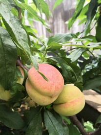桃子水蜜桃