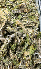 霸王花