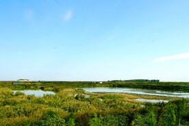 福建闽江河口湿地