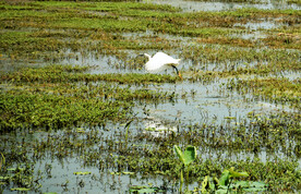 福建闽江河口湿地