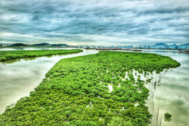 福建厦门下潭尾红树林湿地