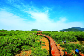 广东海陵岛红树林湿地
