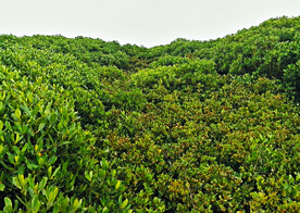 福建漳江口红树林湿地