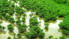 福建厦门下潭尾红树林湿地