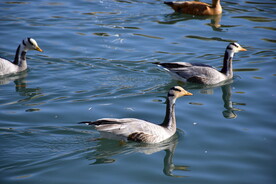 鸟类候鸟赤麻鸭