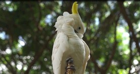 鹦鹉视频 