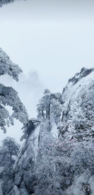 黄山迎客松 雪景 松树 松山雪