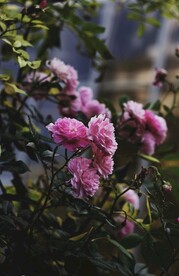 牡丹