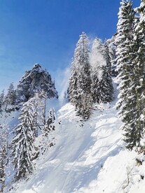 雪地雪松