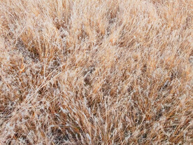 秋天枯黄的野草