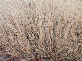 秋天枯黄的草丛