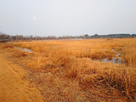 秋天枯黄的小草