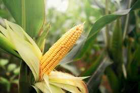 玉米