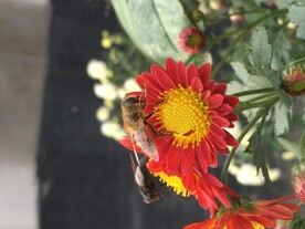 菊花蜜蜂