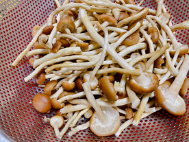 火锅配菜茶树菇