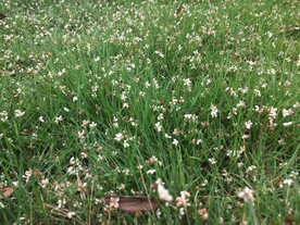 洒落桂花