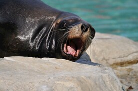 海豹