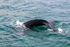 鲸鱼