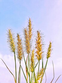 小麦
