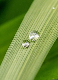 水滴水珠