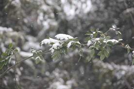 树枝积雪