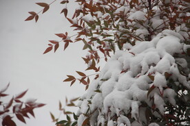 树枝积雪